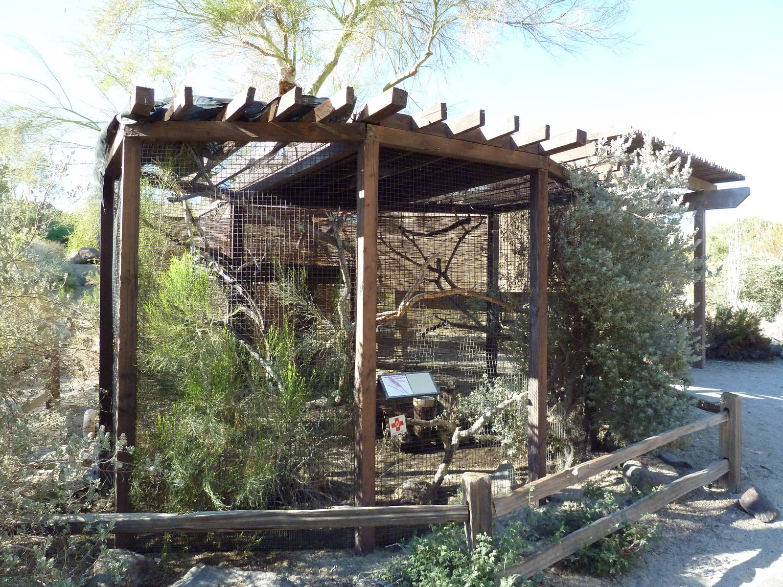 Curve-Billed Thrasher Exhibit