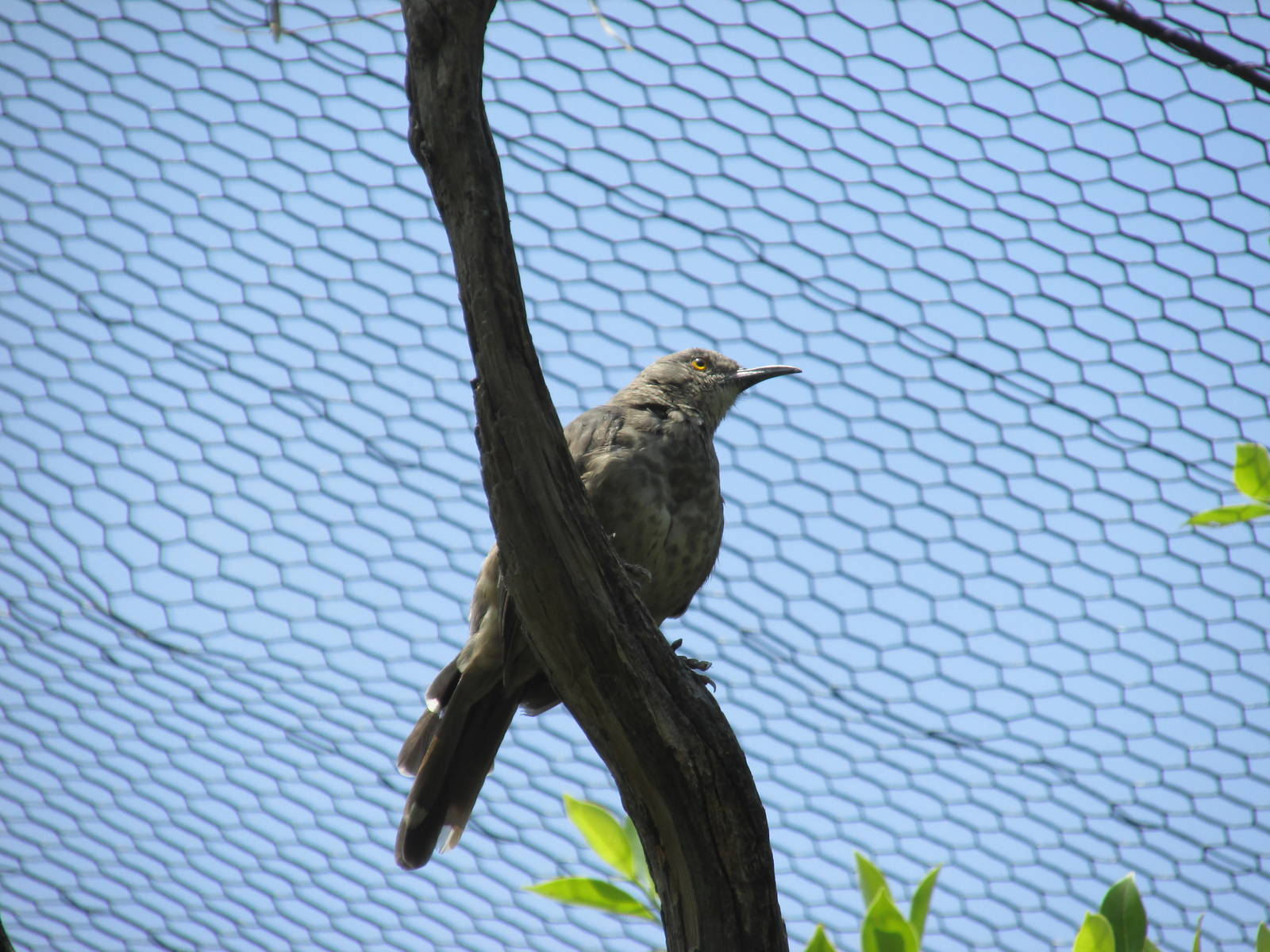 curve billed thrasher san juan de aragon zoo