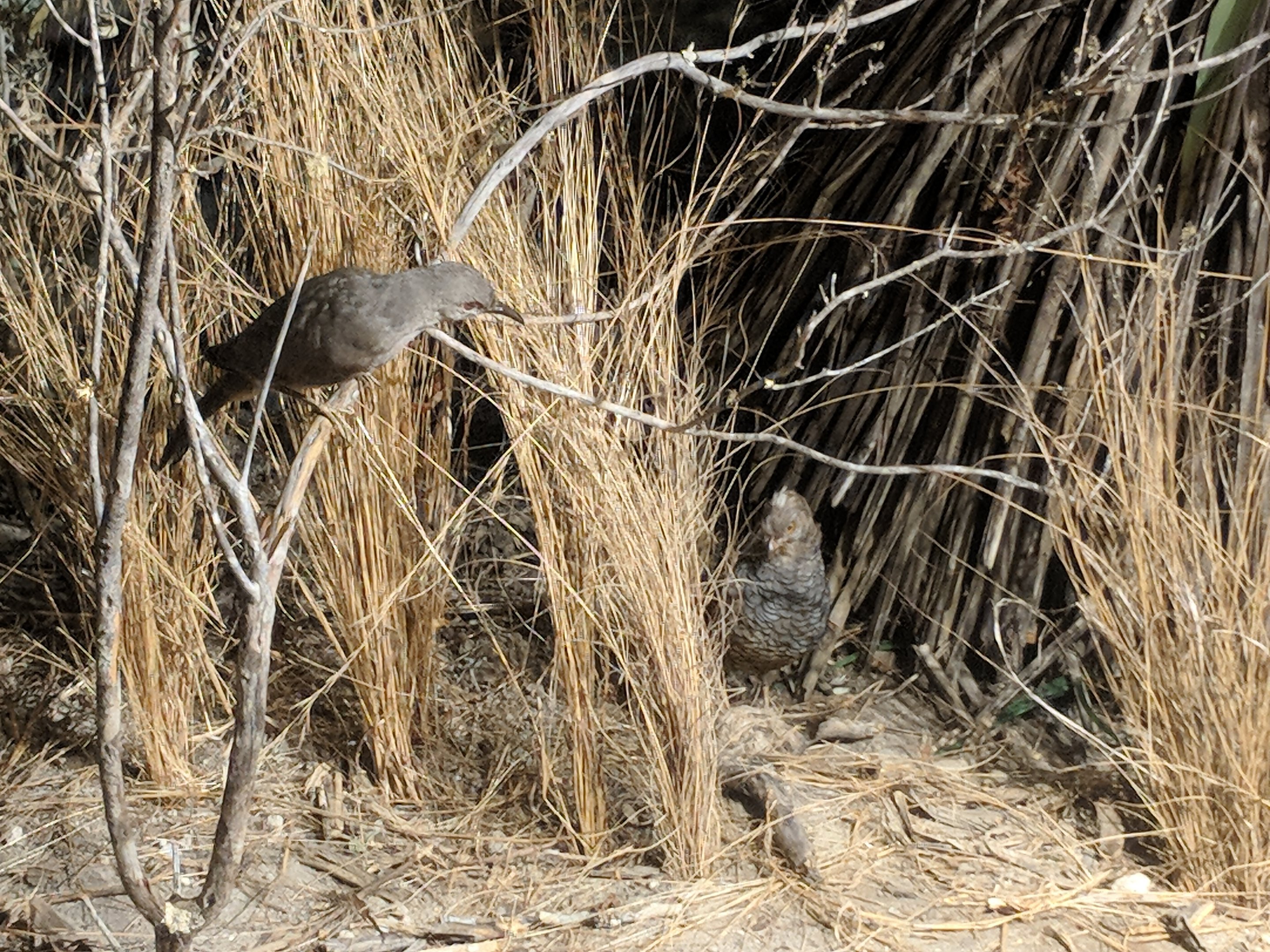 Curve-billed thrasher (Toxostoma curvirostre) (Left) and Scaled quail (Callipepla squamata) (Right)