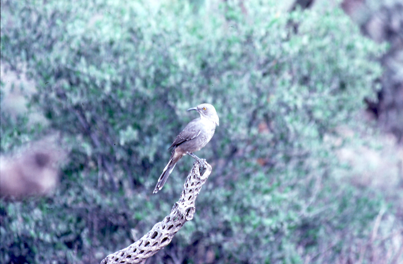 Curve-billed Thrasher (wild)