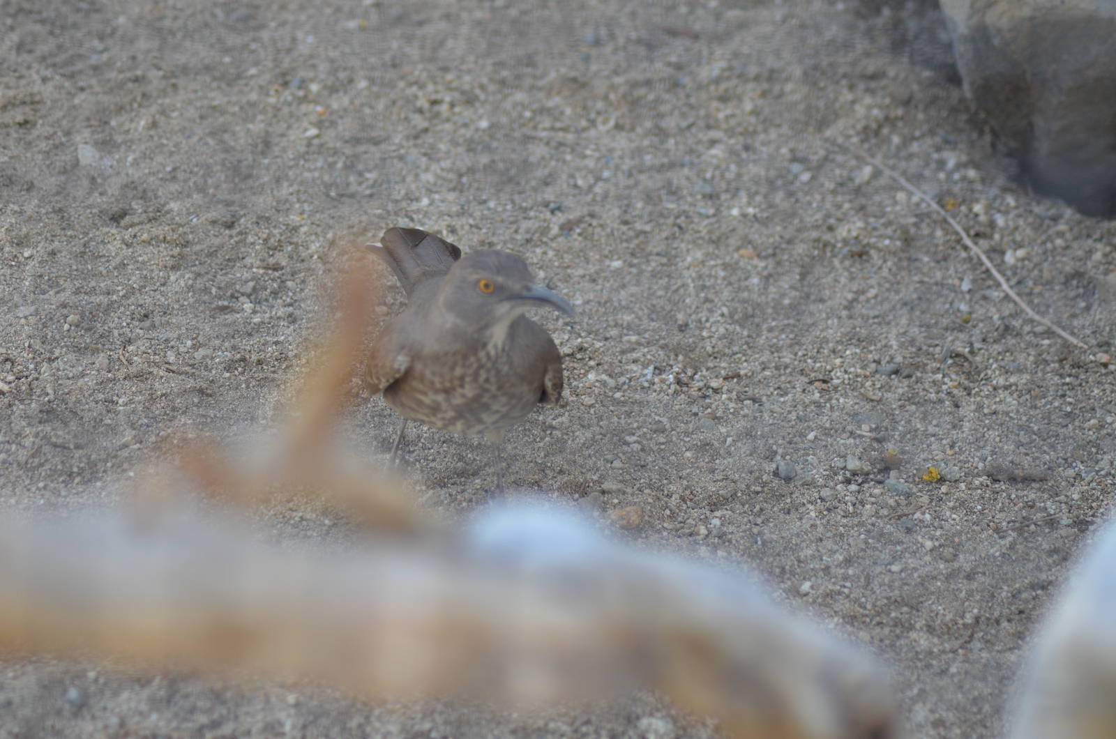 Curve-billed Thrasher