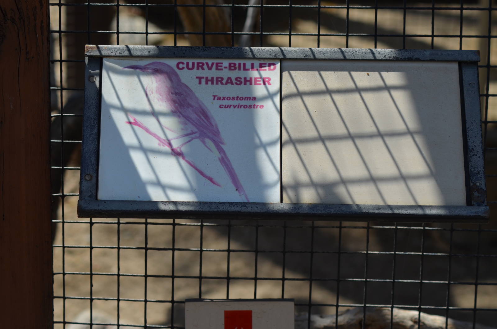 Curve-billed Thrasher