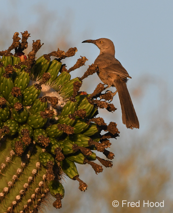 curve billed thrasher
