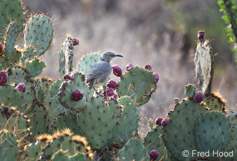 curve billed thrasher