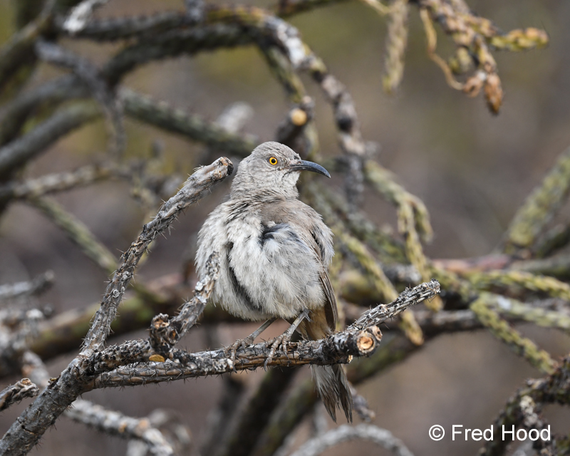 curve billed thrasher