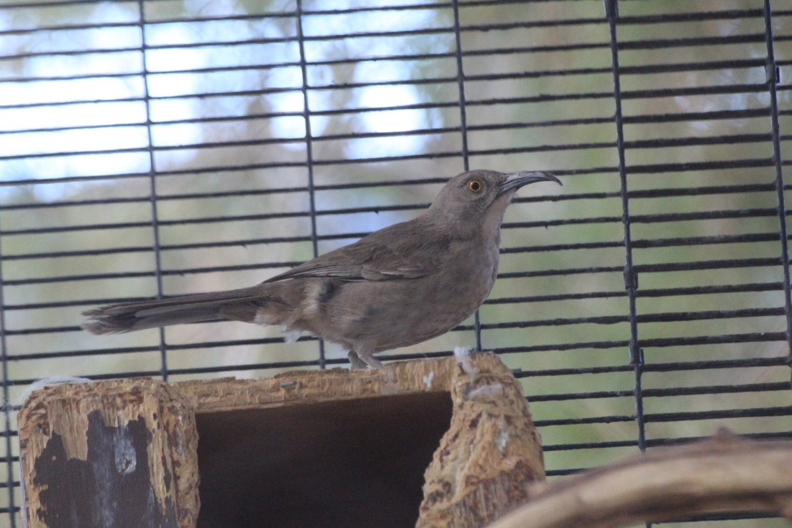 Curve-billed Thrasher