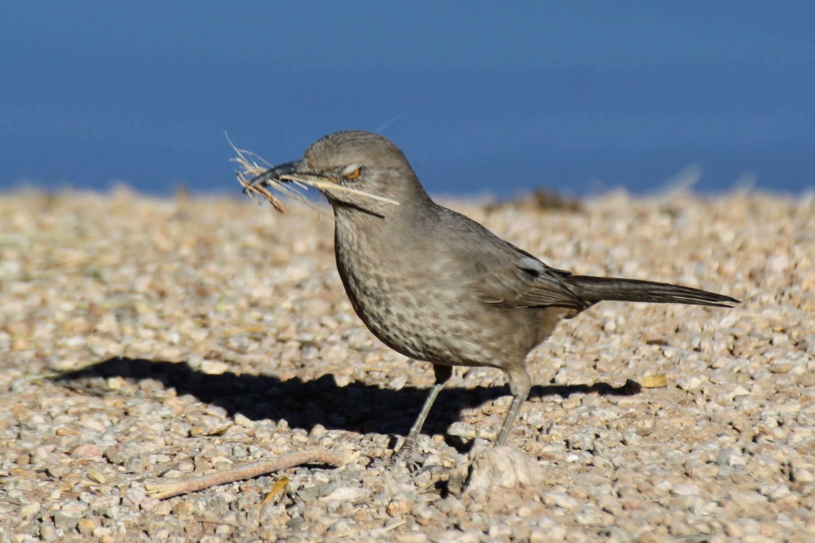 Curve-billed Thrasher
