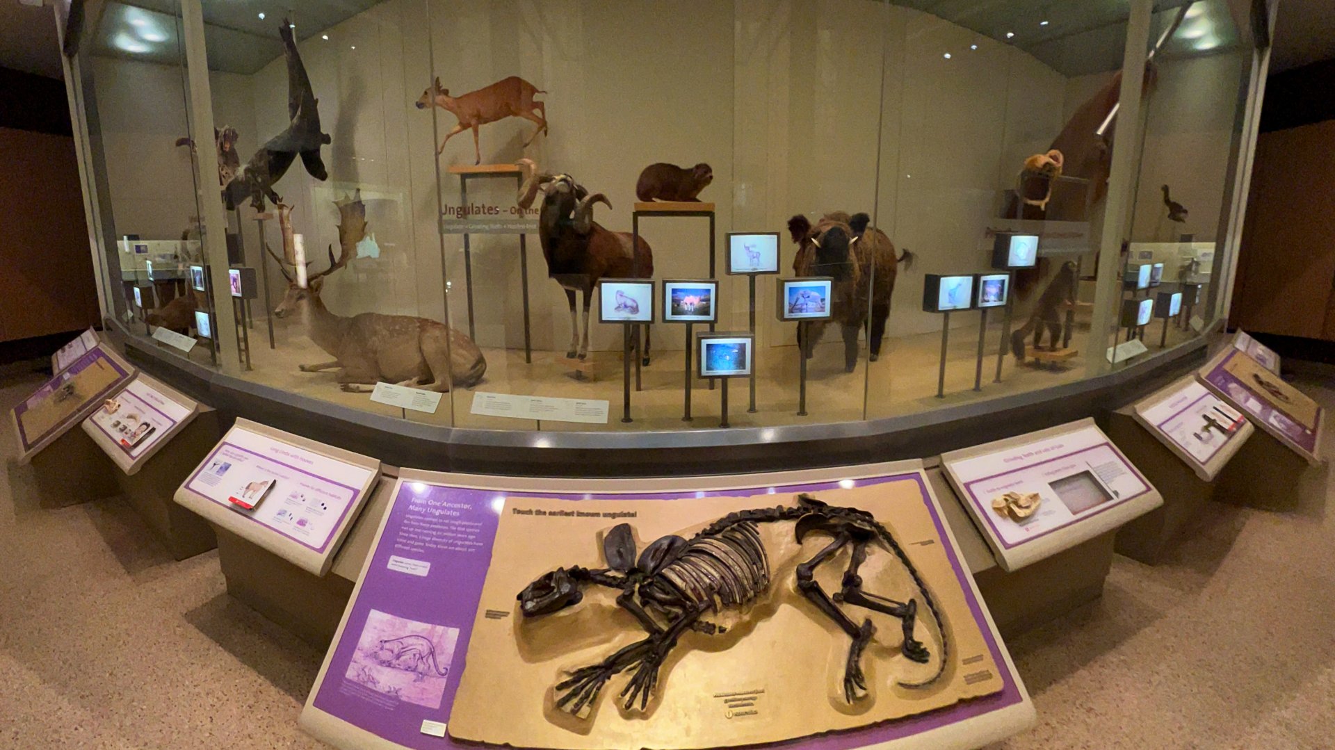 Curved Wall Case Of Mammal Specimens
