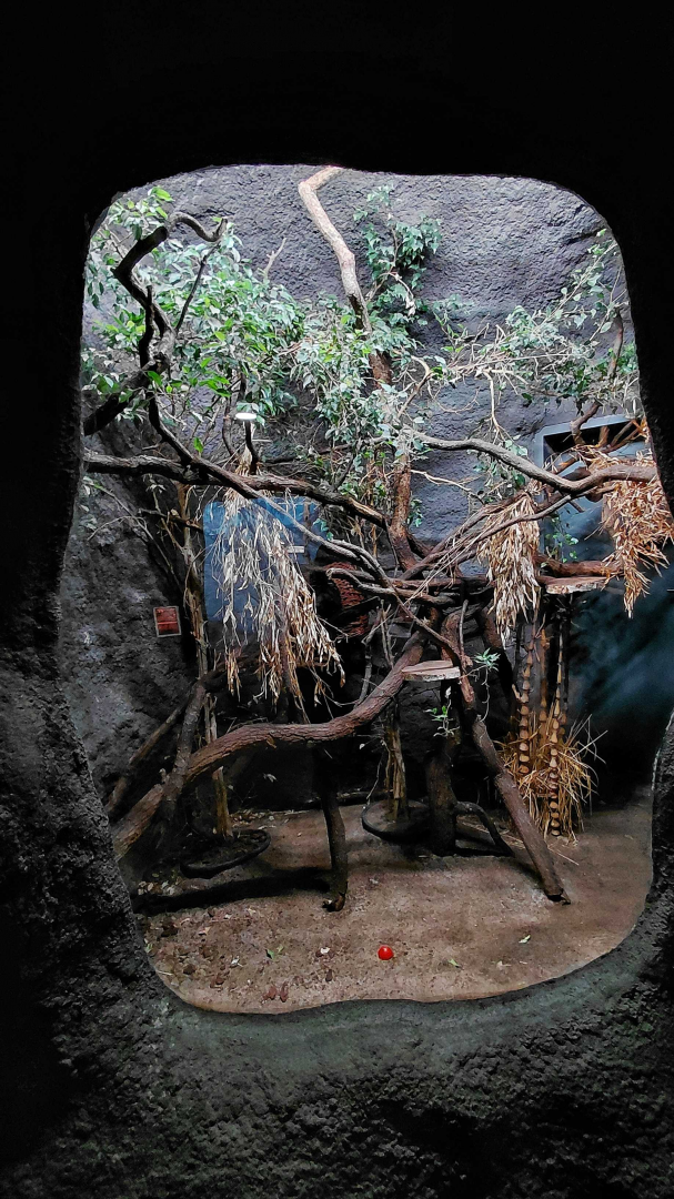 Cuscus exhibit - lights on