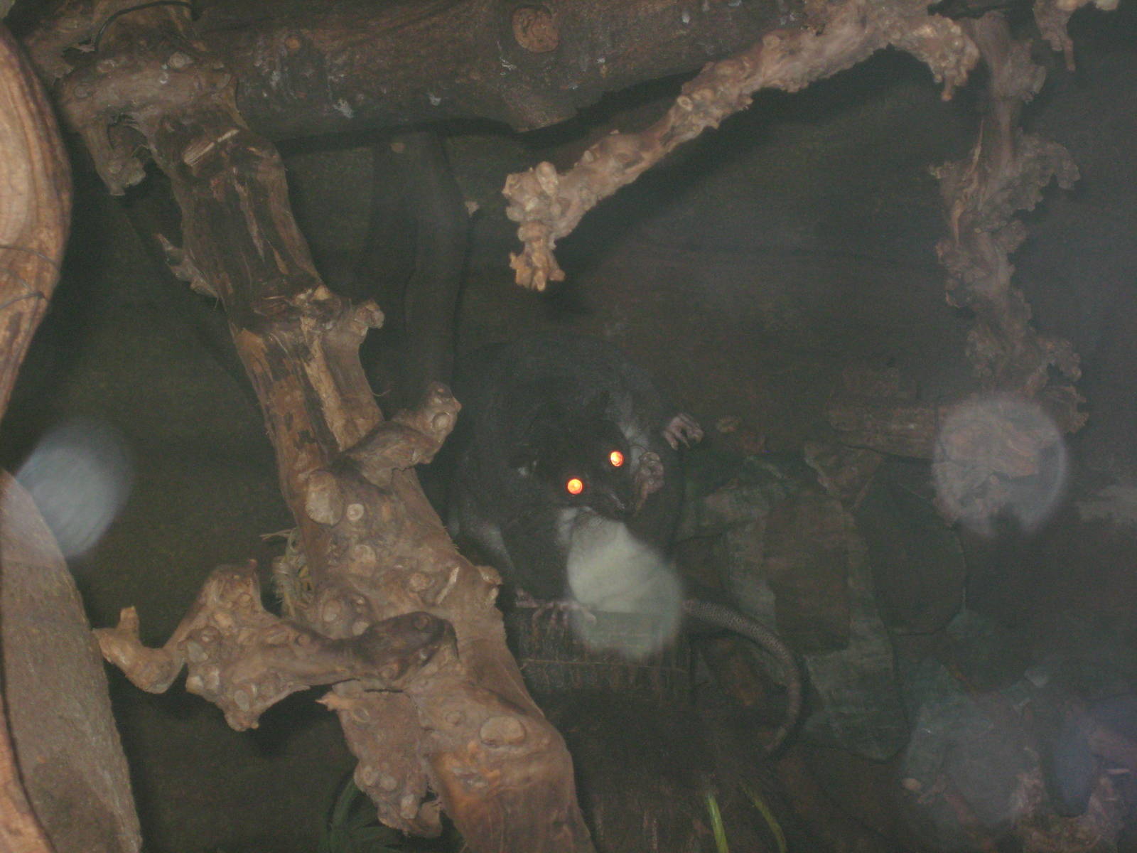 Cuscus in the 'Jungle by night'
