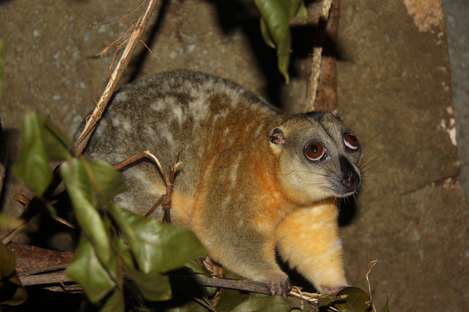 Cuscus species ID?