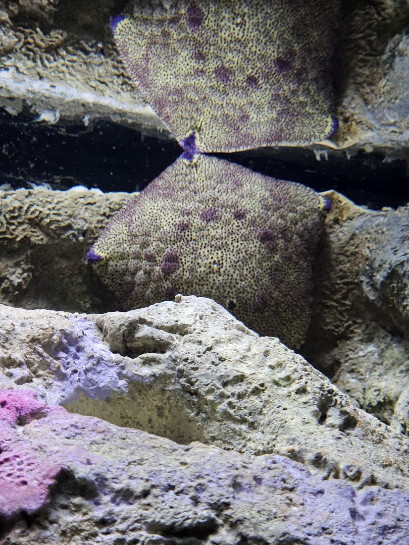 Cushion Sea Star