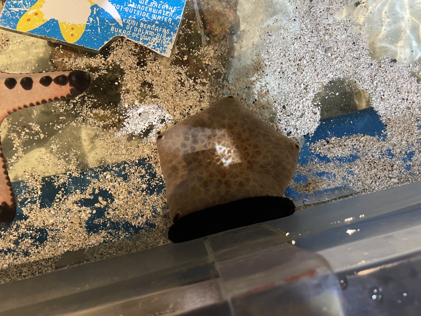 cushion star (culcita novaeguineae) & black sea cucumber (holothuria atra)