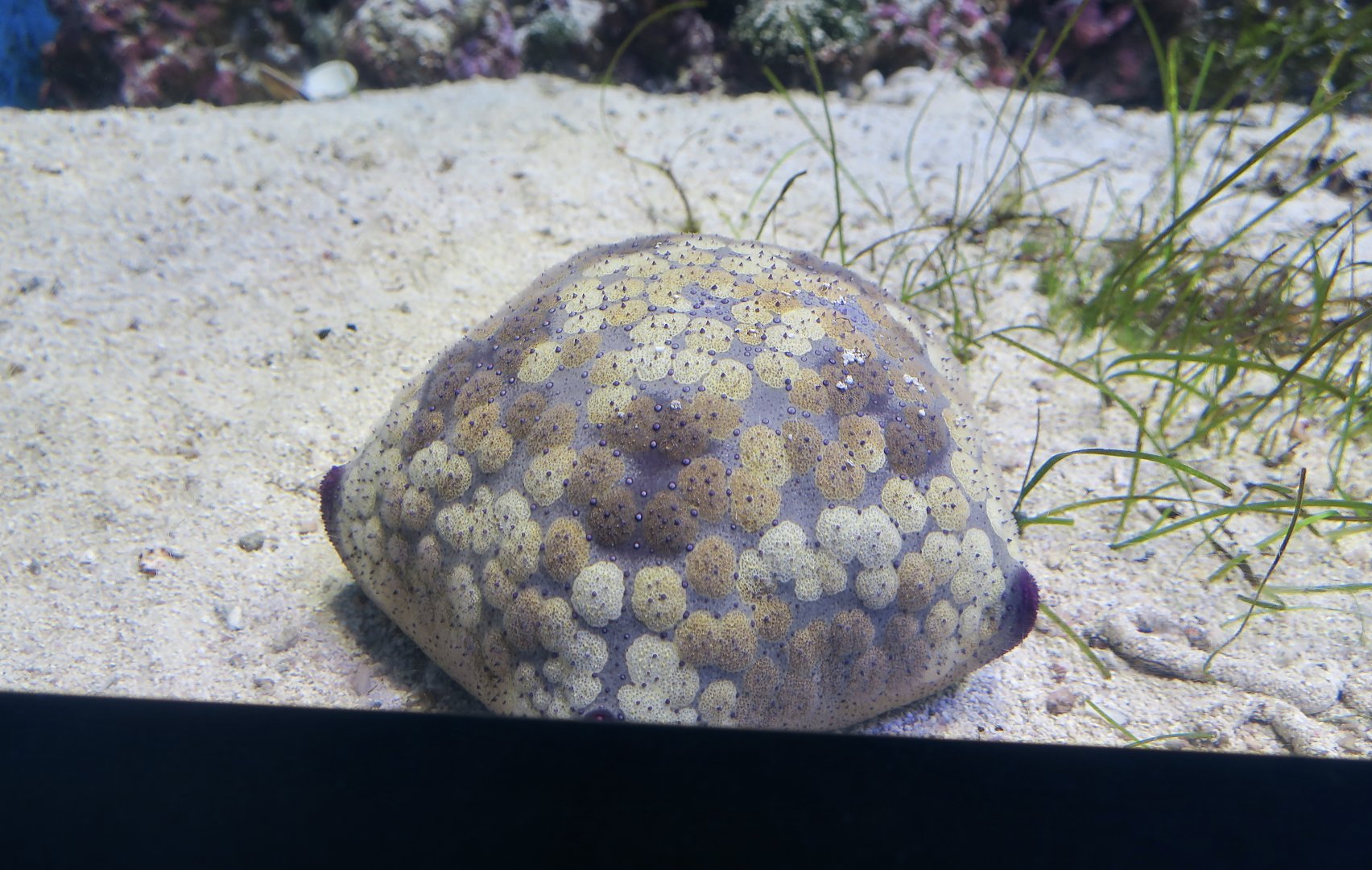 Cushion Star (Culcita novaeguineae) - Xpark