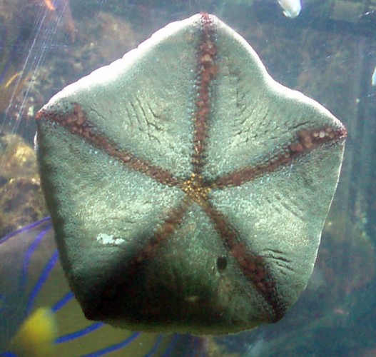 Cushion Star (Culcita novaeguineae)