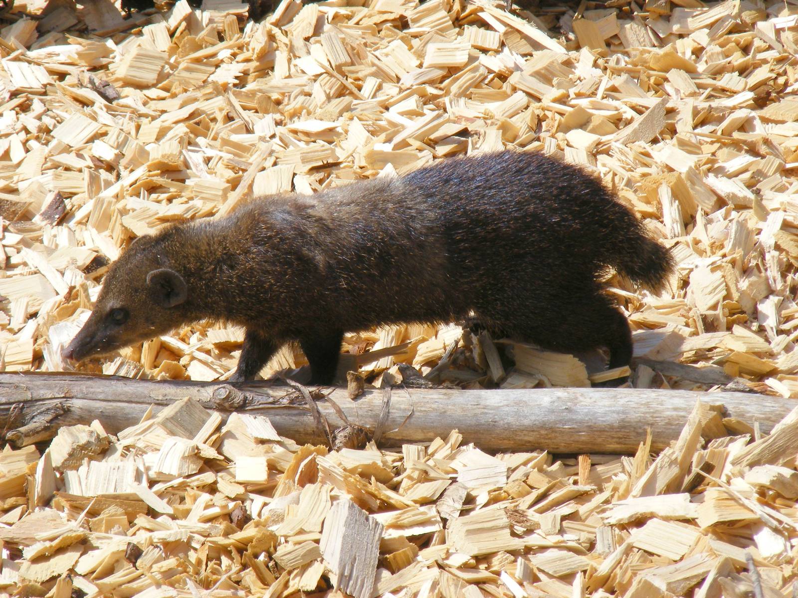 Cusimanse at Folly Farm Zoo, 2 May 2010