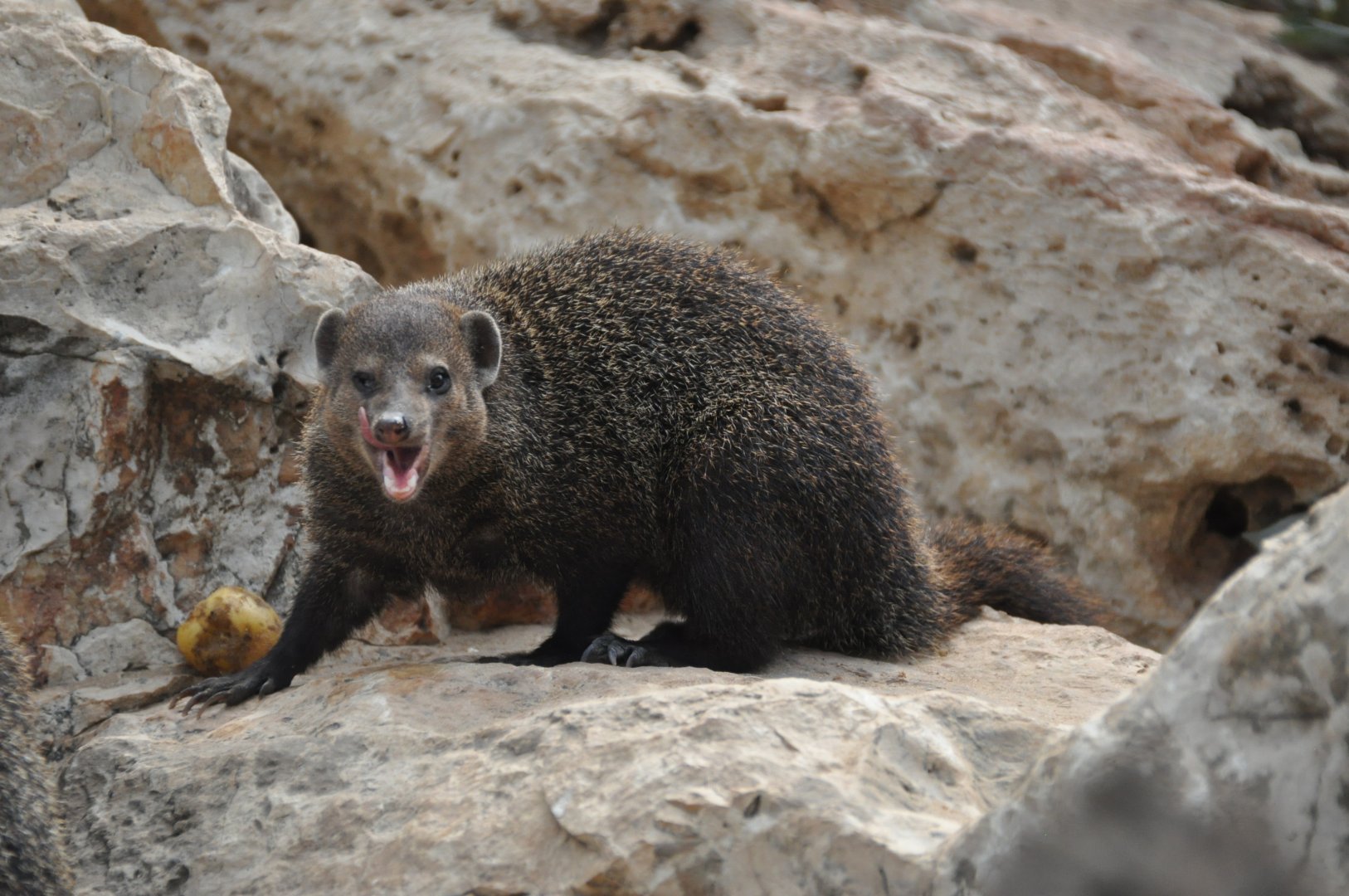 Cusimanse/ Crossarchus obscurus