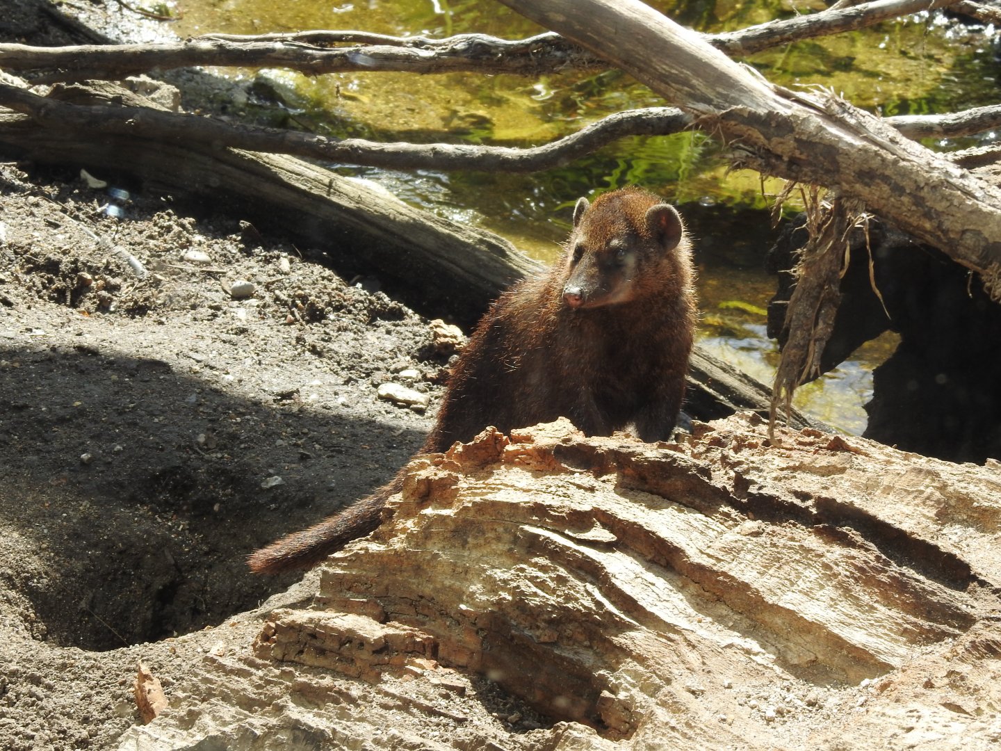 Cusimanse (Crossarchus obscurus)