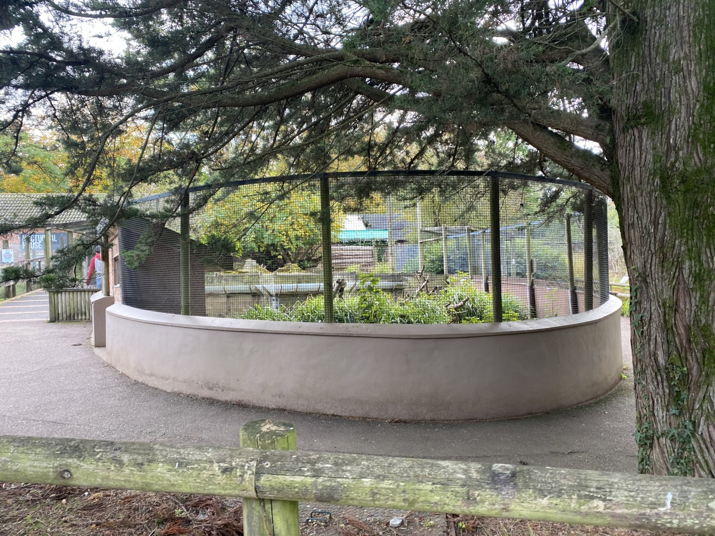 Cusimanse enclosure 181020