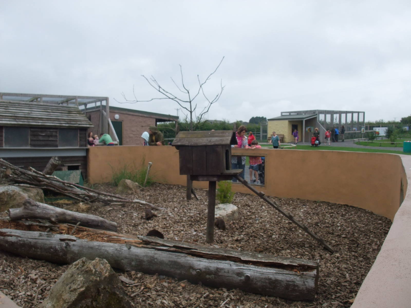 Cusimanse Exhibit at Folly Farm, 01/08/11