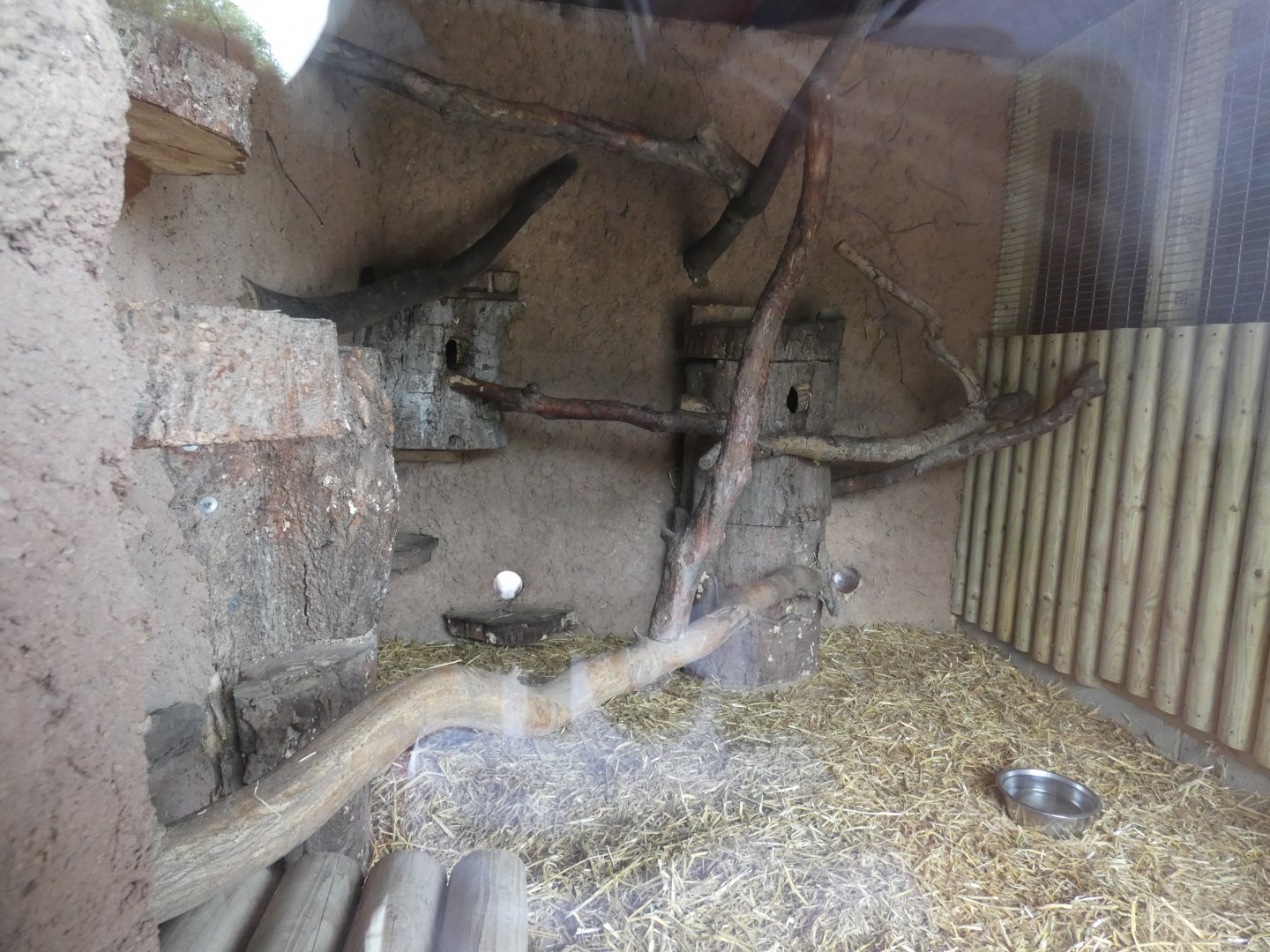 Cusimanse indoor enclosure