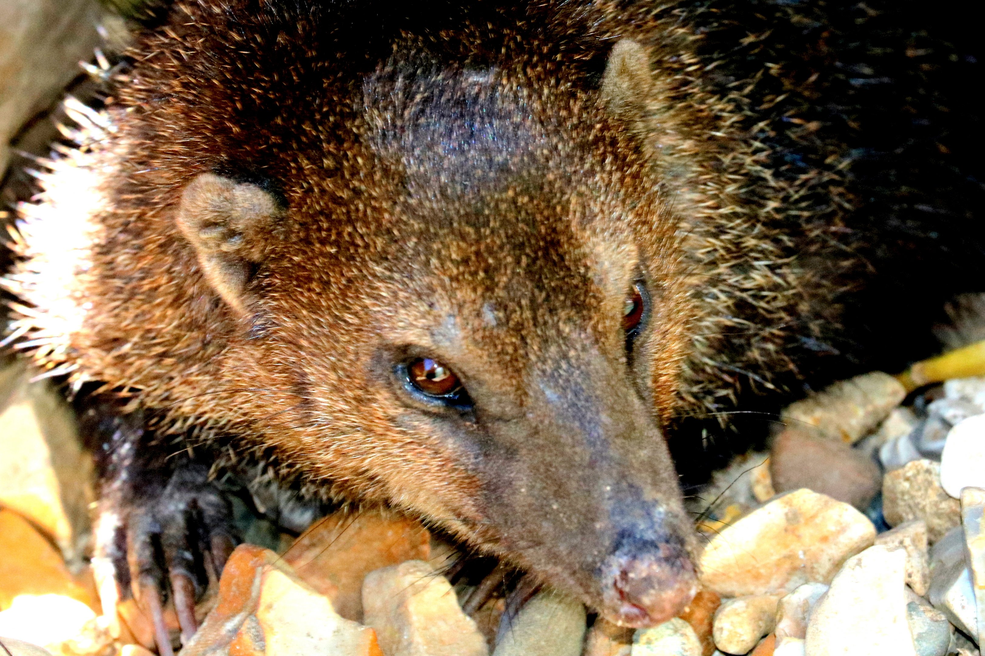 Cusimanse;  Shepreth; 30th June 2018