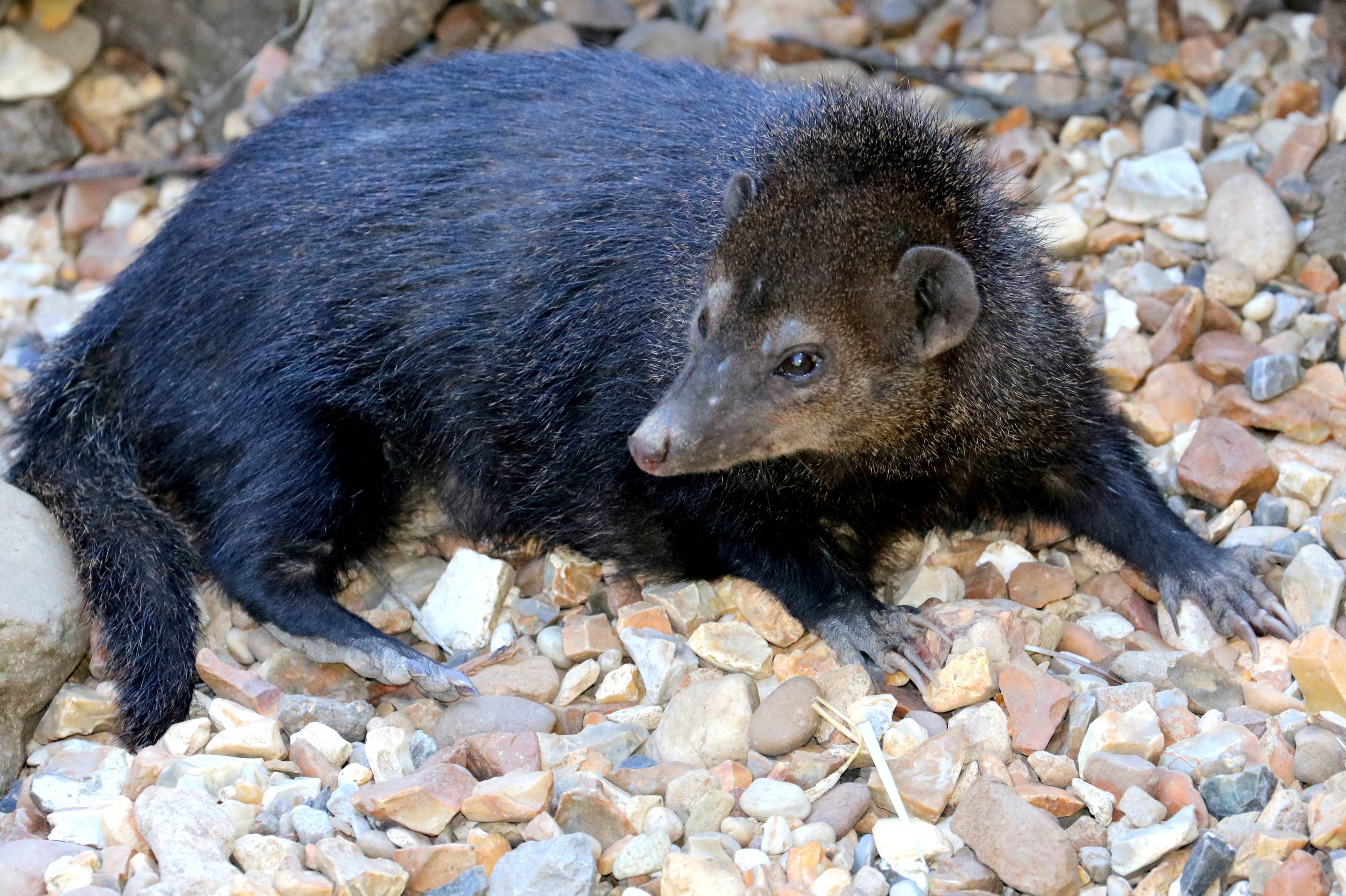 Cusimanse; Shepreth; 30th June 2018