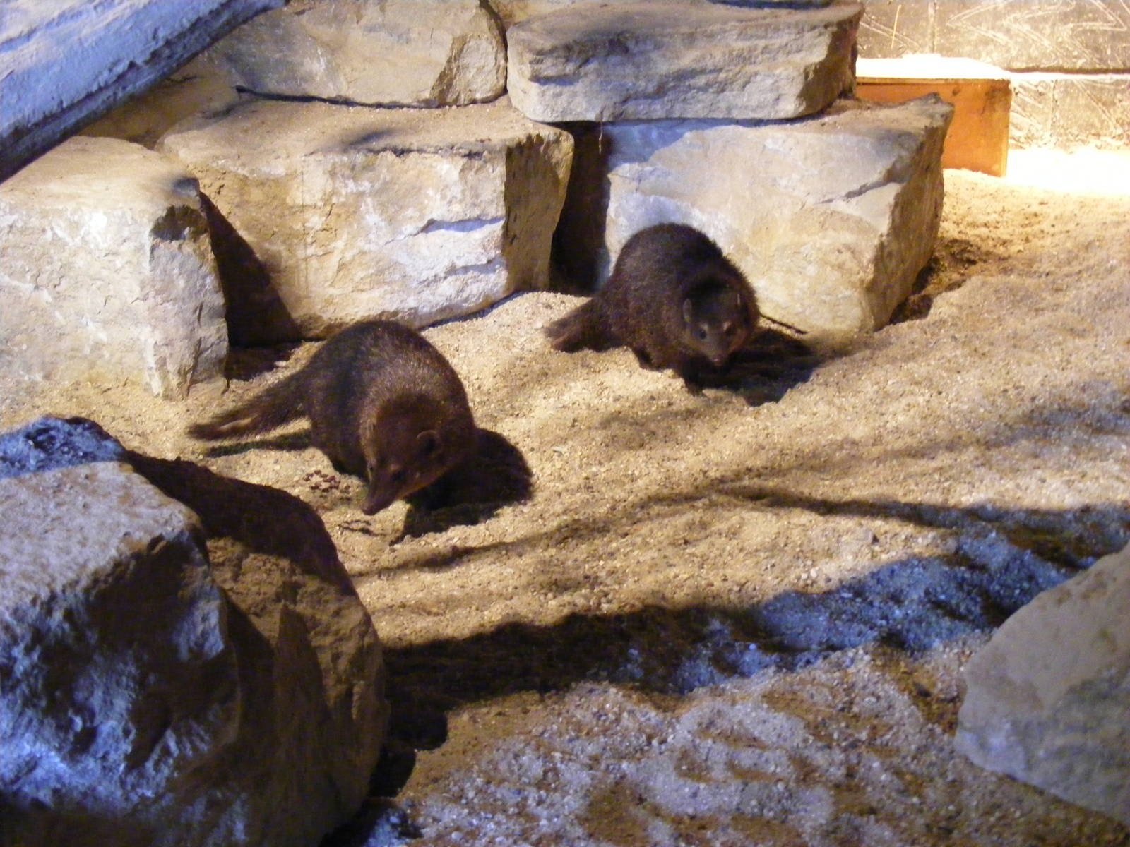Cusimanses in Desert Carnivores exhibit at Marwell Zoo, 8 March 2009