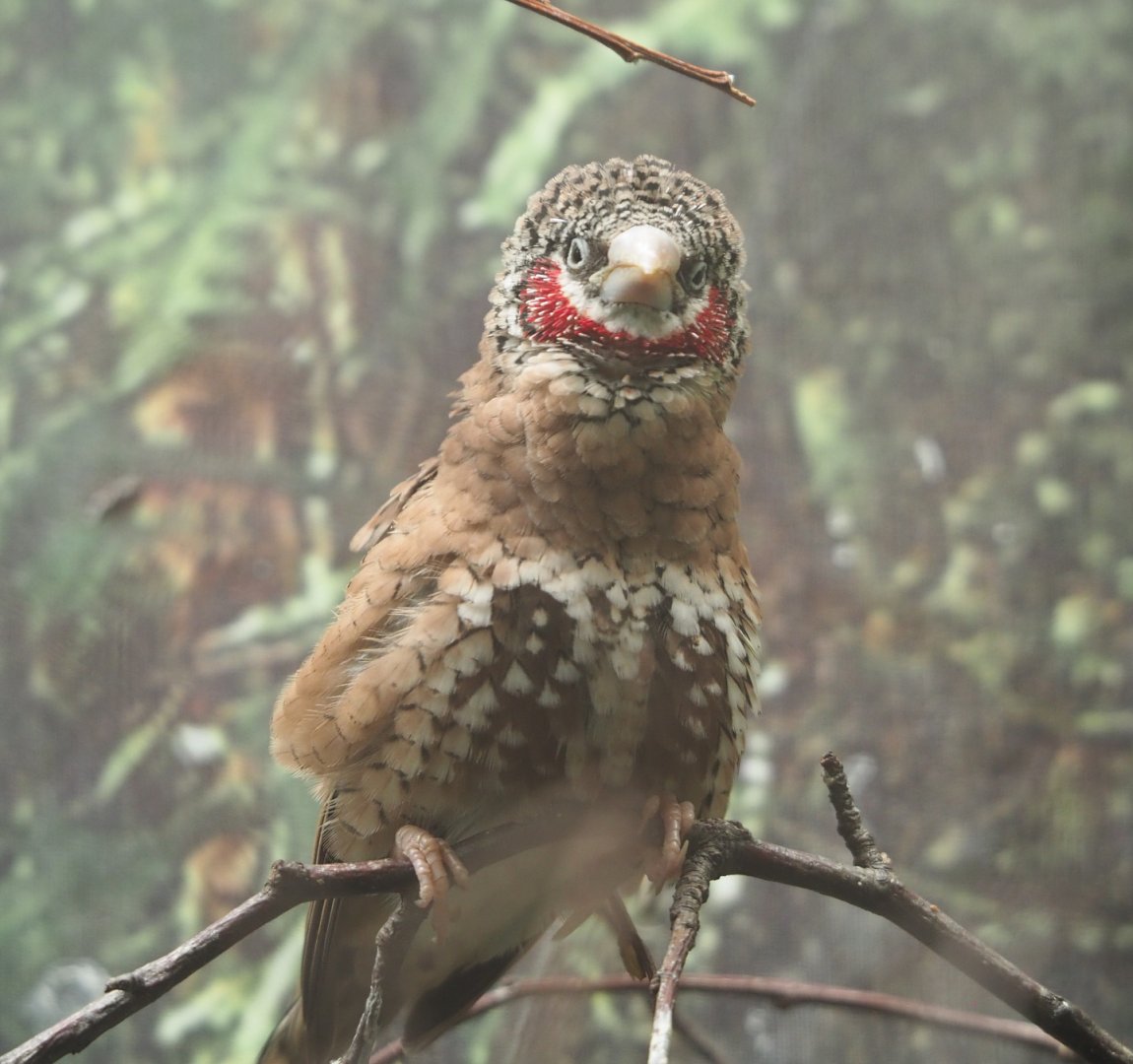 Cut-throat finch (Amadina fasciata), 2020-06-28