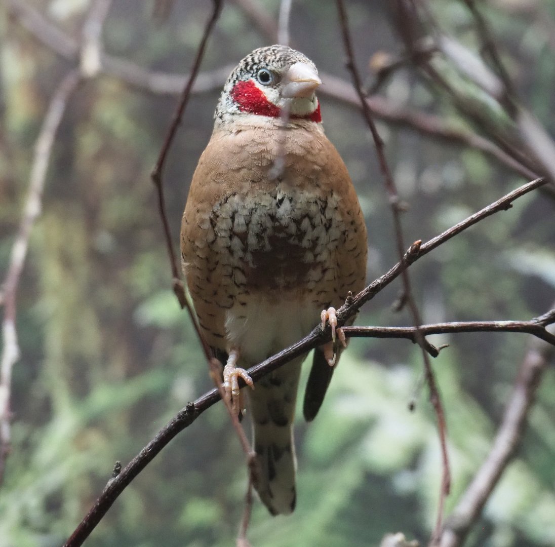 Cut-throat finch (Amadina fasciata), 2020-09-20