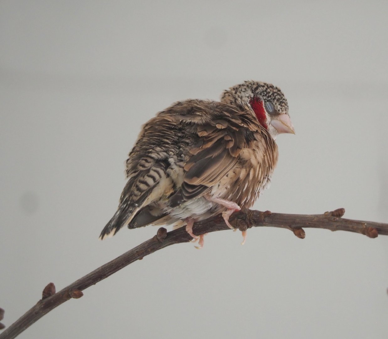 Cut-throat finch (Amadina fasciata), 2022-05-26