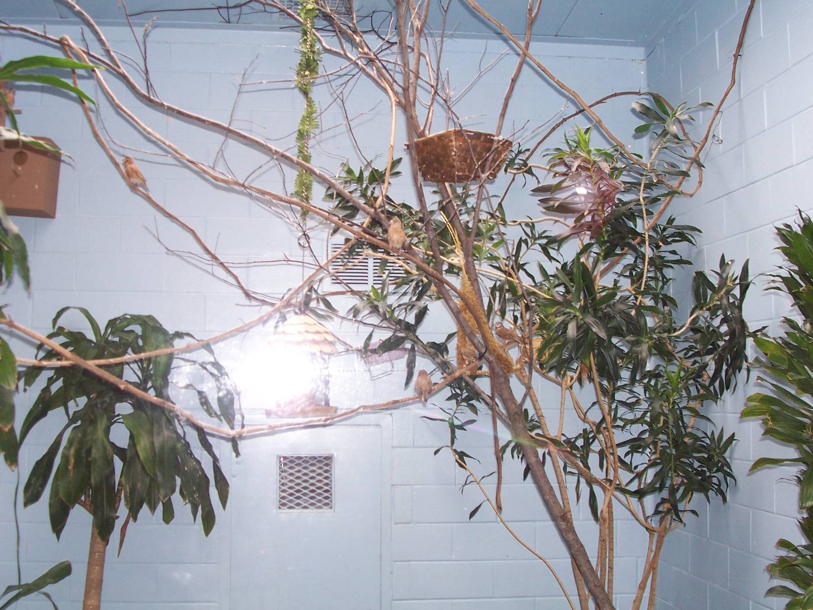 Cut-throat Finch (Amadina fasciata) Aviary