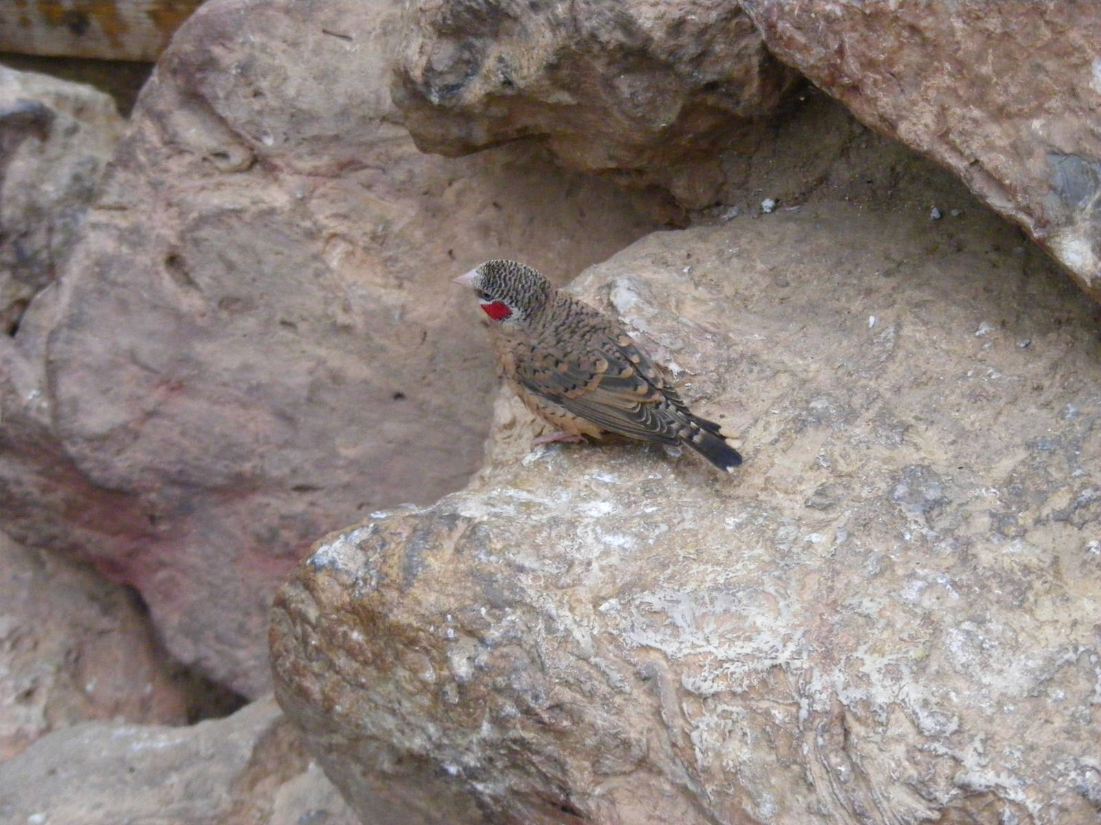 Cut-throat finch at Paignton Zoo, 31 December 2010