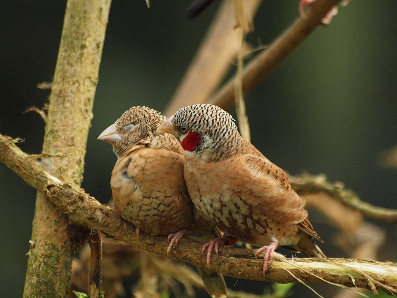 Cut-throat Finch - Butterfly Park