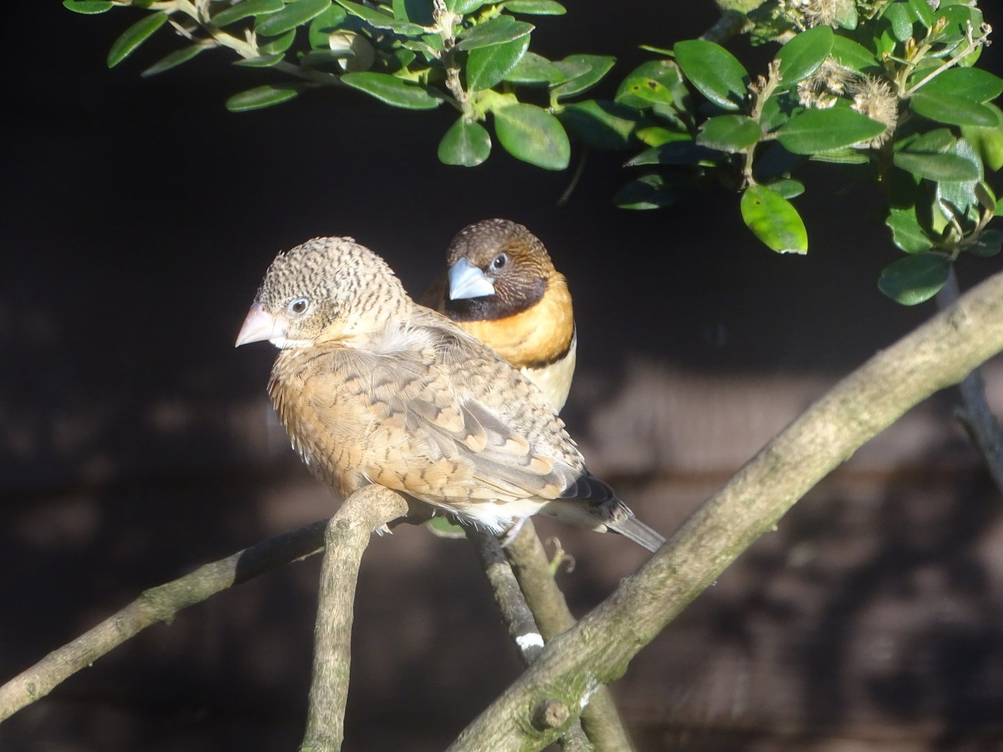 Cut-throat Finch hen and Chestnut-breasted Mannikin, 7th October 2024