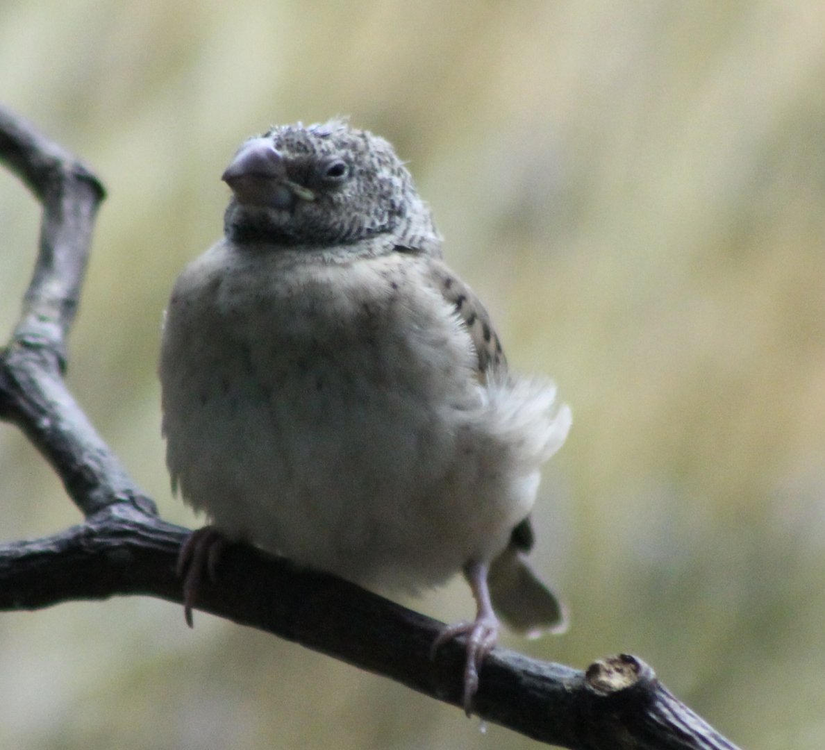 Cut-throat finch Juvinile