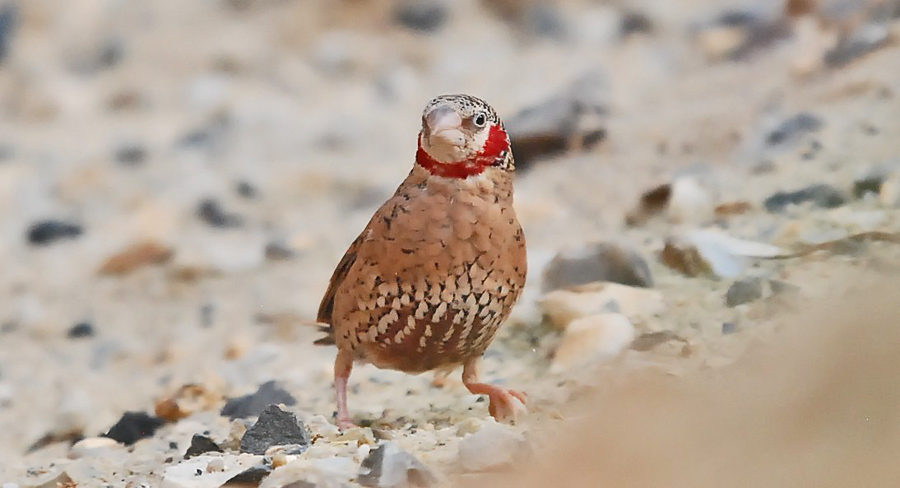 cut throat finch