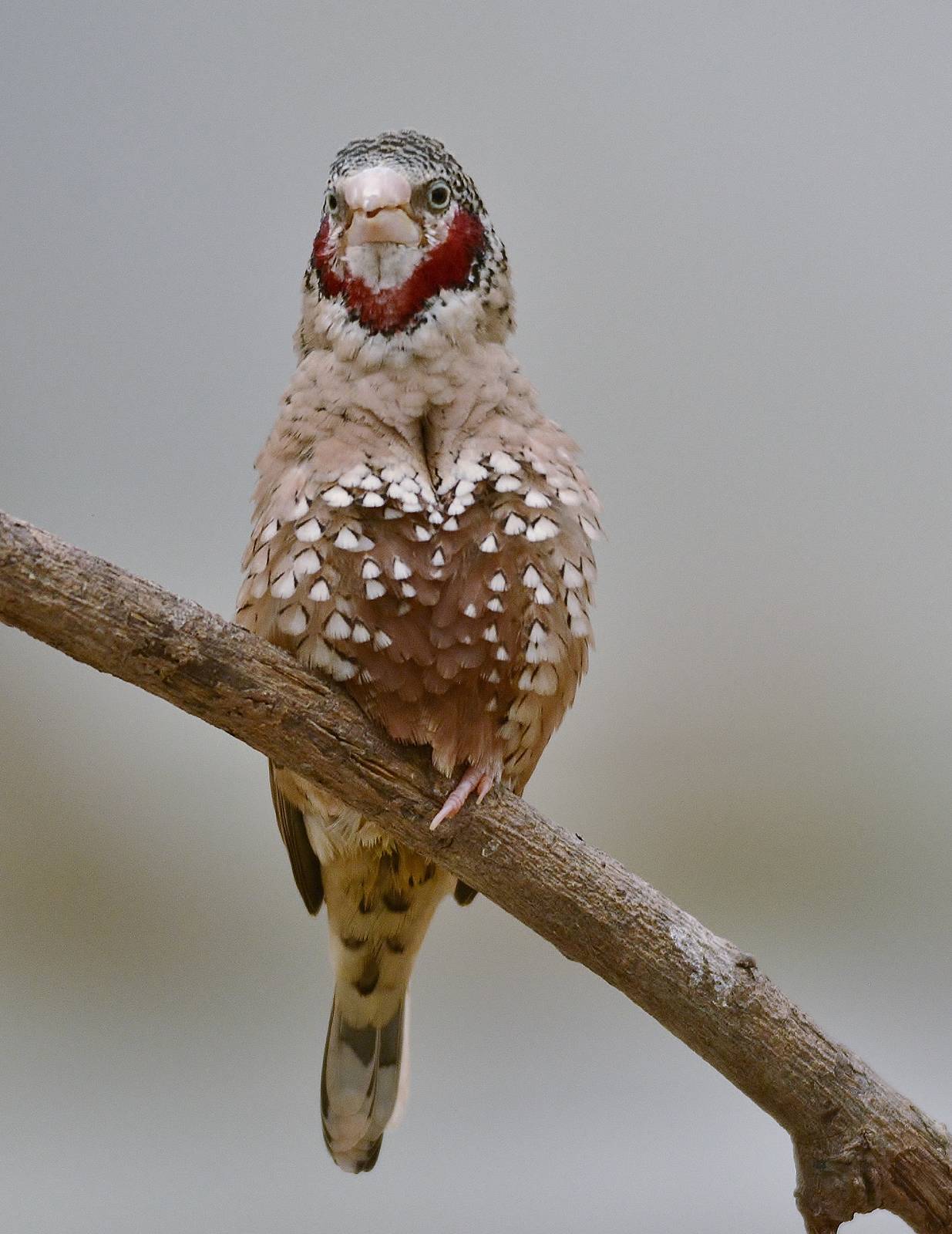 Cut-throat Finch