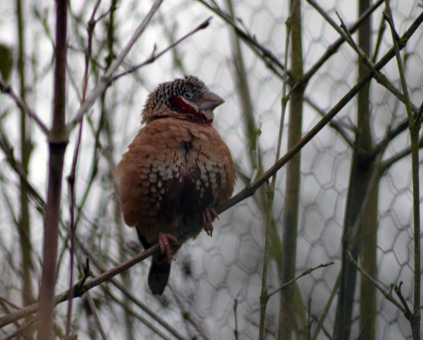 Cut-throat Finch