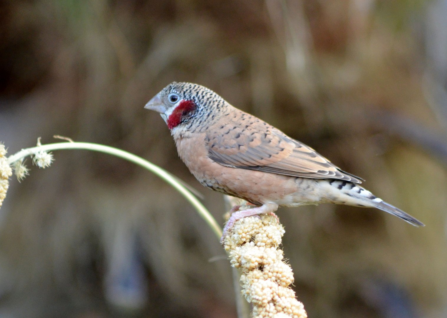 Cut-throat Finch