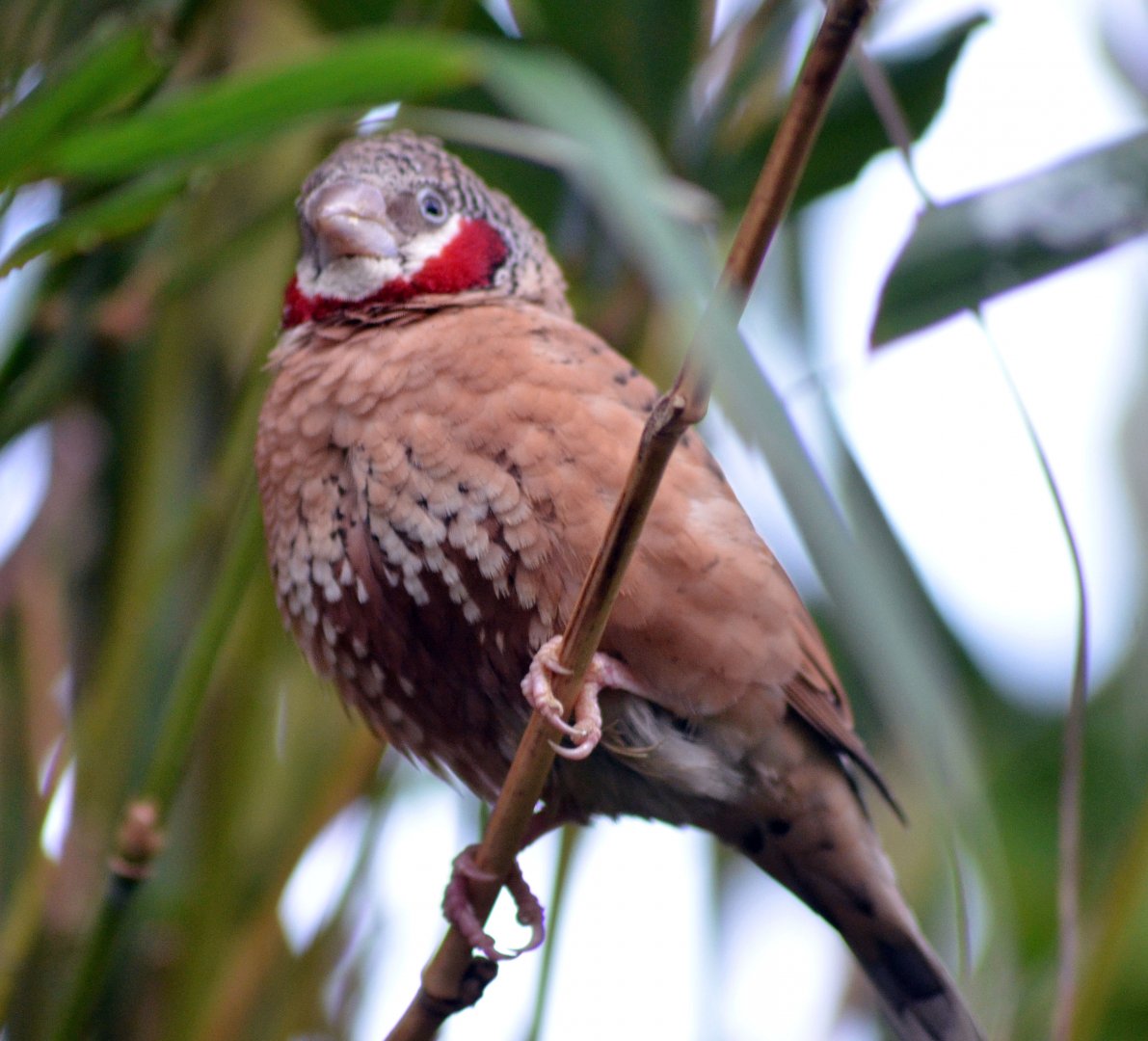 Cut-throat Finch