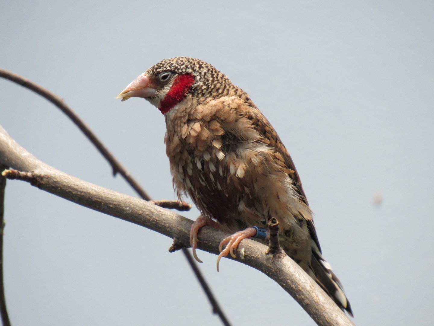 Cut-throat finch