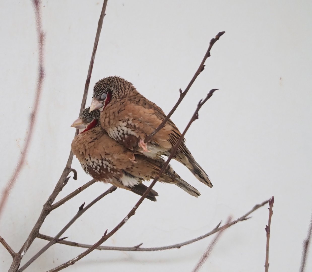 Cut-throat finches (Amadina fasciata), 2023-04-08