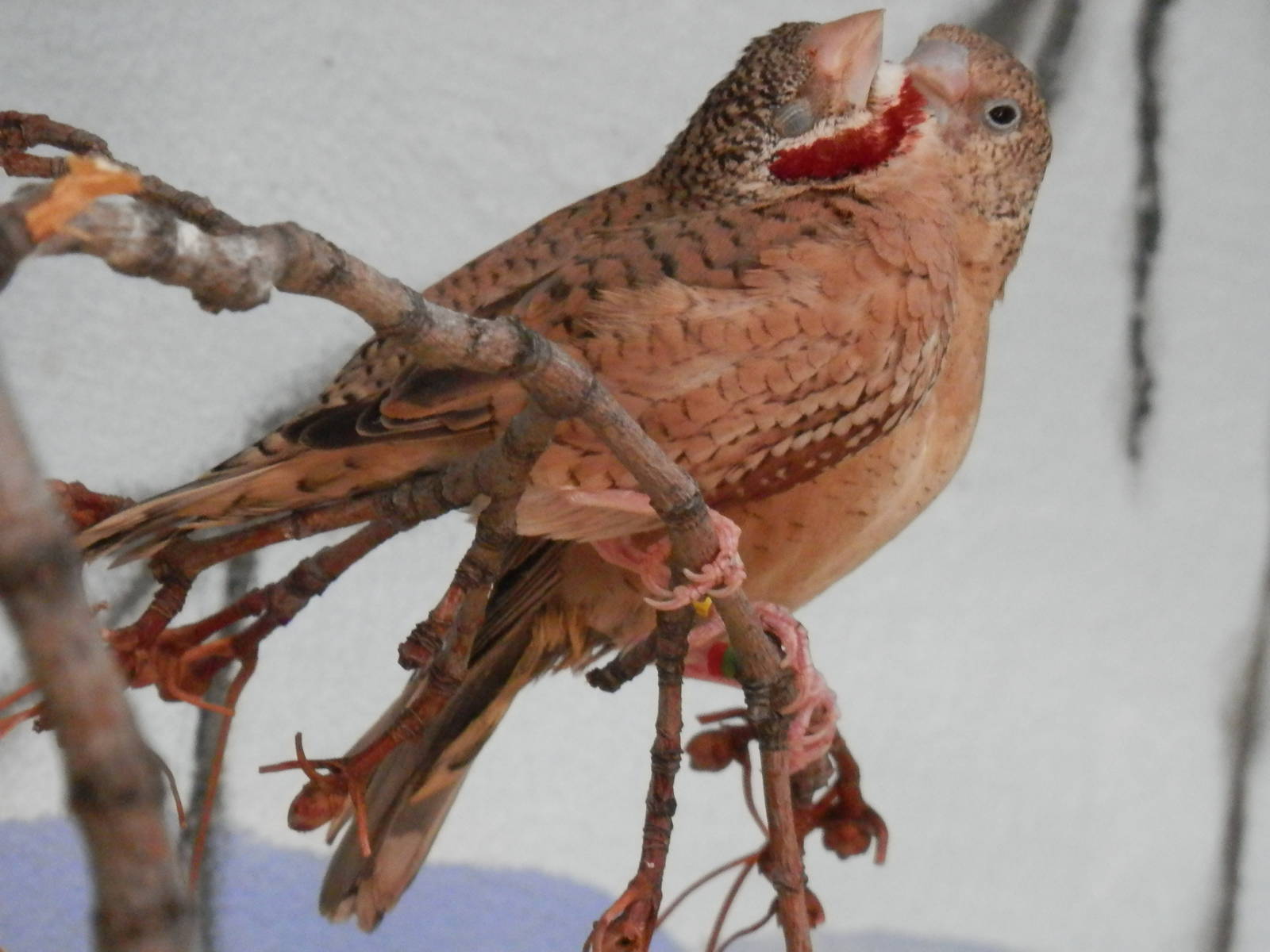 Cut throat finches