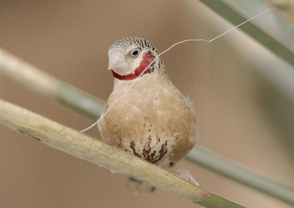 Cut-throat with palm fibre