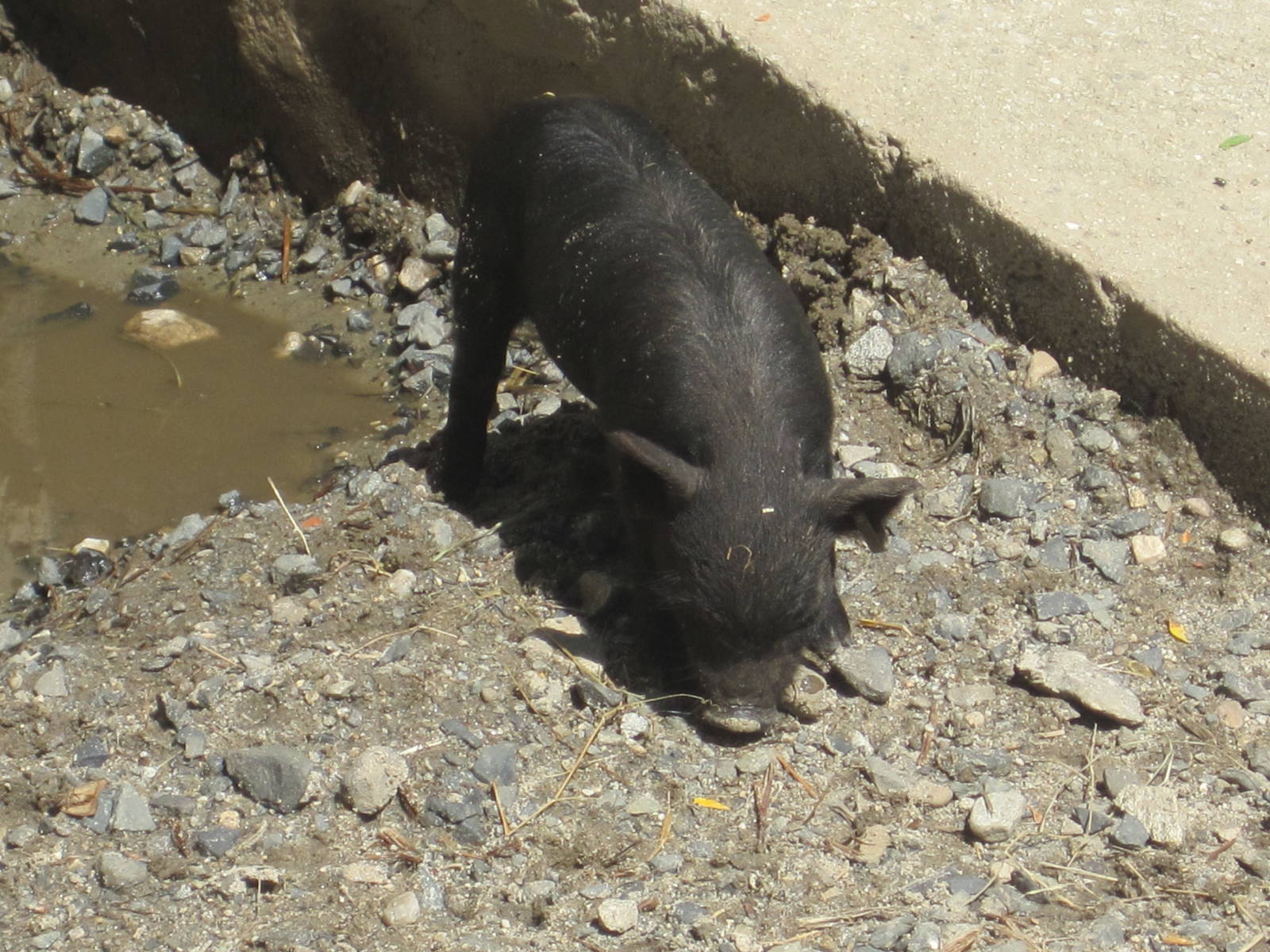 Cute Guinea Hog Piglet
