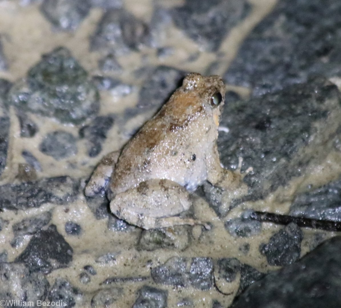 Cute Little Frog - Sepilok