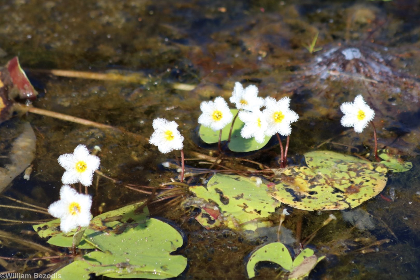 Cute Little Water Lillies - Fogg Dam