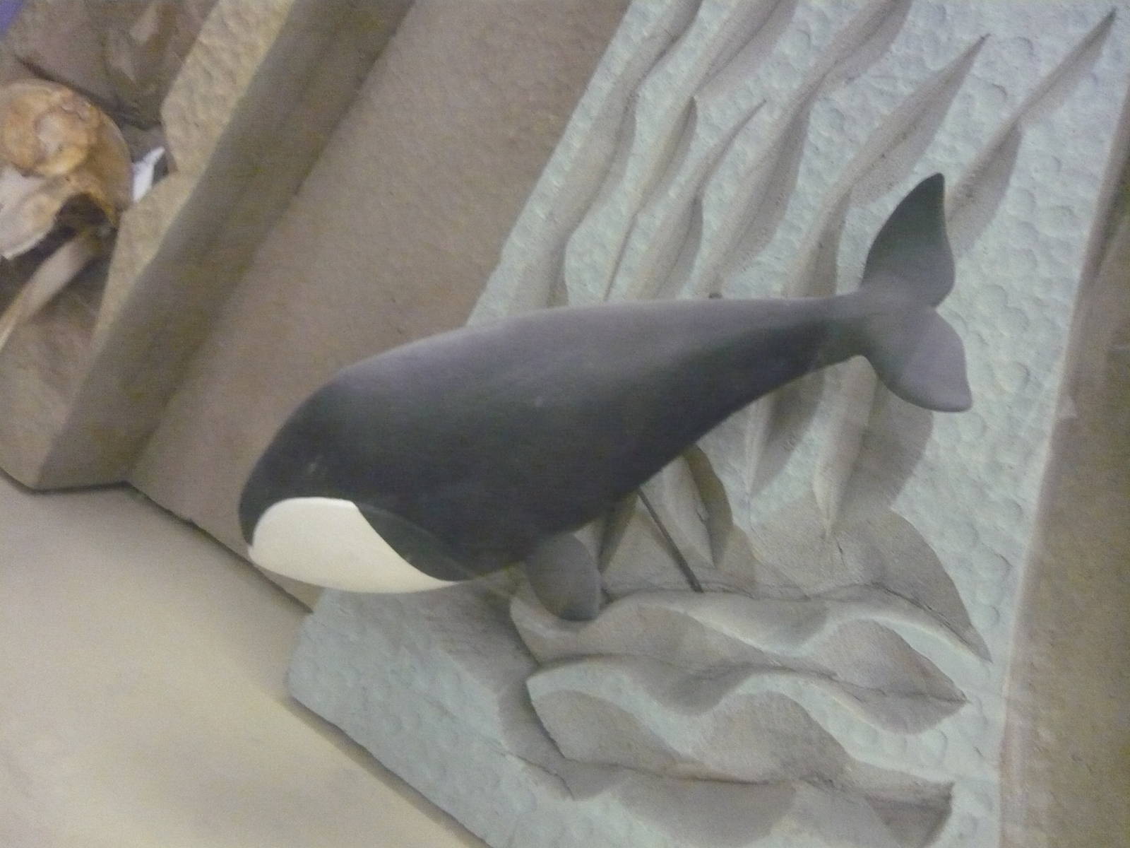 Cute little whale model