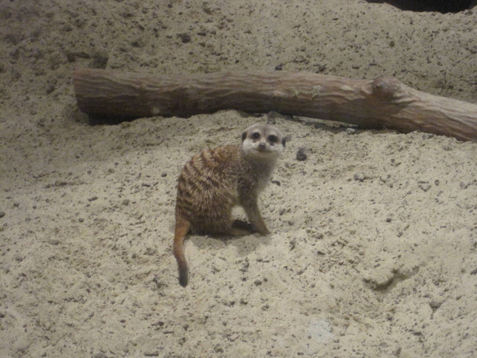 Cute Meerkat